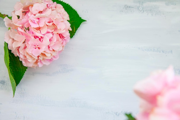 Flores de hortênsia de cor pastel na mesa pintada de branco