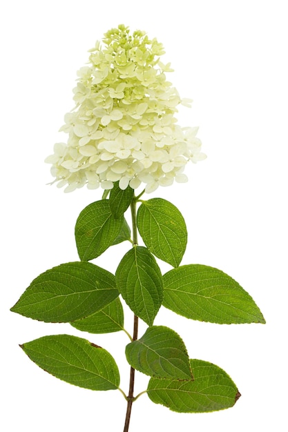 Flores de hortênsia em closeup lat Hydrangea paniculata isoladas em fundo branco