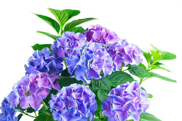 Flores de hortênsia fresca azul escuro e violeta flores desabrochando isoladas no fundo branco