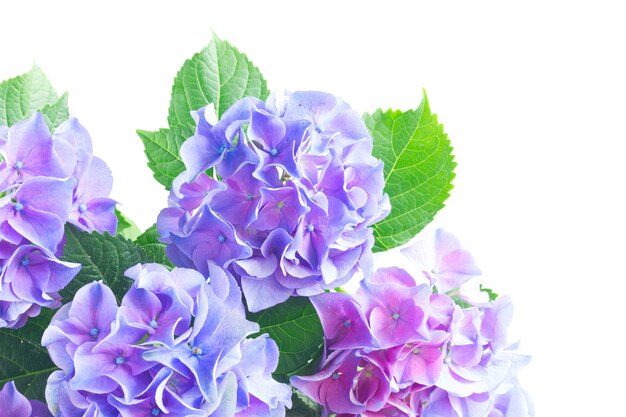 Flores de hortênsia frescas azuis e violetas com folhas verdes fecham isoladas no fundo branco