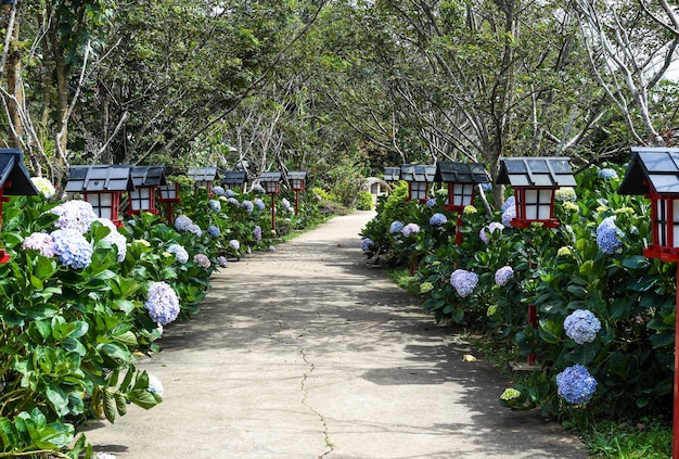 Flores de hortênsia na cidade de Da Lat no Vietnã