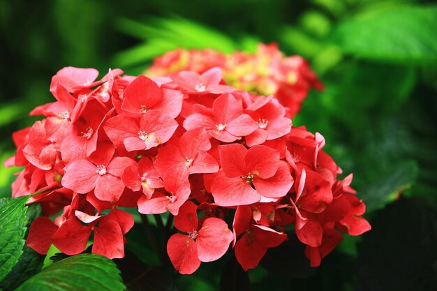 Flores de hortênsia ou Bigleaf Hyrdangea com folhas verdescloseup de flores vermelhas de hortênsia
