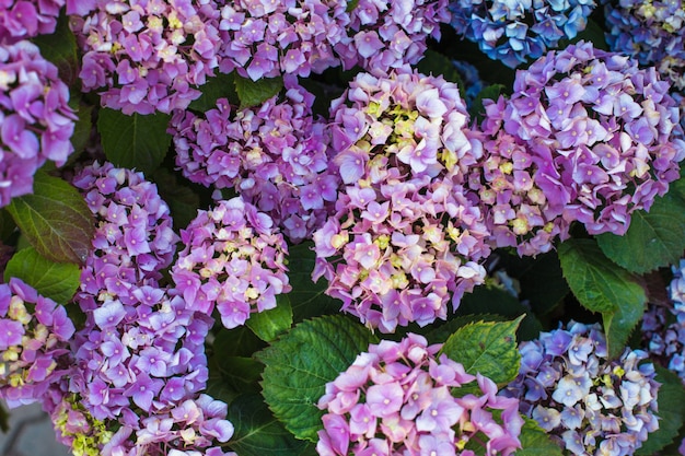 Flores de hortênsia rosa no arbusto no jardim de flores