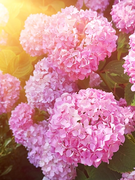 flores de hortênsia rosa