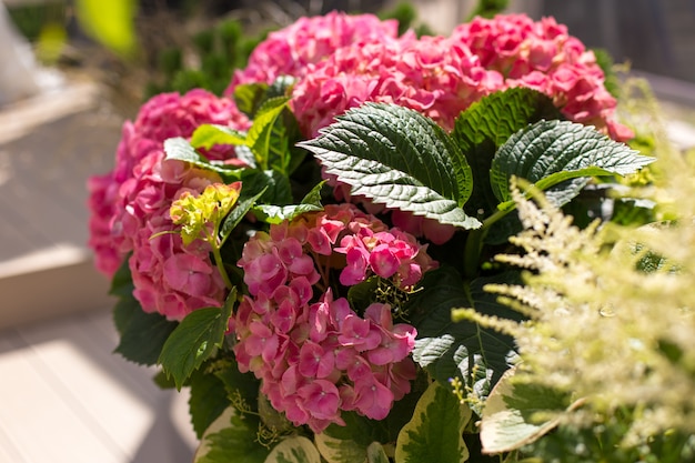 Flores de hortênsia rosa