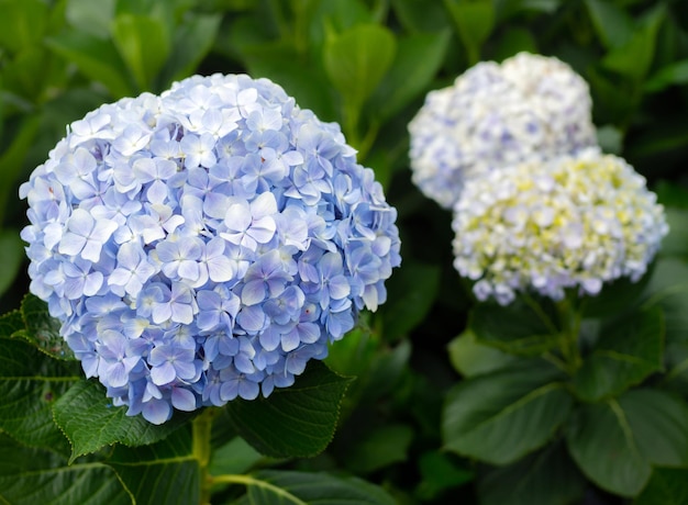 Flores de hortênsia