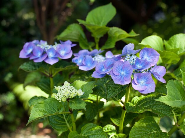 Flores de hortênsia