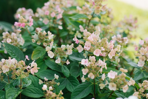 Flores de Hydrangea Paniculata Early Sensation no verão no jardim