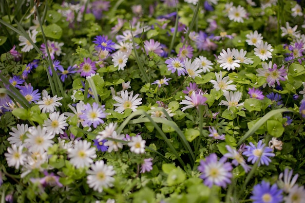 Flores de inverno gregas azuis e brancas Anêmona dos Balcãs Blanda Campo de verão de flores jardinagem e florística Foco seletivo