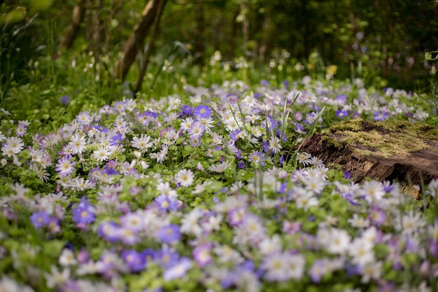 Flores de inverno gregas azuis e brancas Anêmona dos Balcãs Blanda Campo de verão de flores jardinagem e florística Foco seletivo