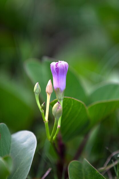 Flores de Ipomoea pescaprae