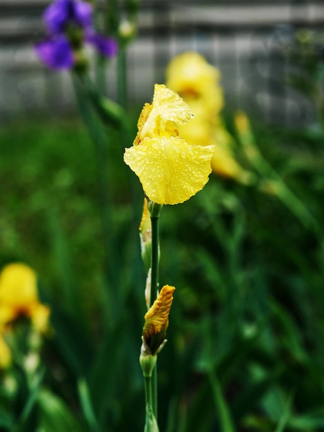 flores de íris amarela na primavera