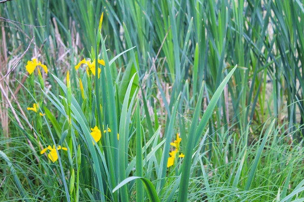 Flores de íris amarelas selvagens