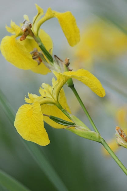 flores de íris de água amarela no lago