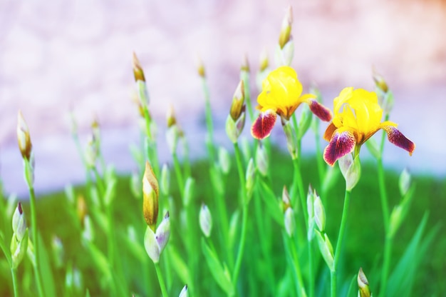 Flores de íris em um campo