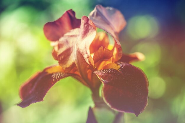 Flores de íris em um jardim de verão