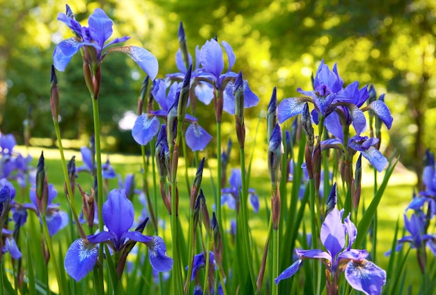 Flores de íris no parque ensolarado de verão