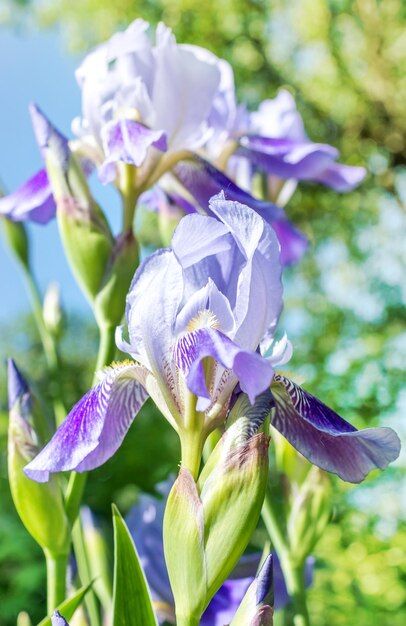 Flores de íris roxas ao ar livre