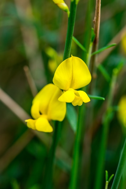 Flores de íris, uma flor na grama.