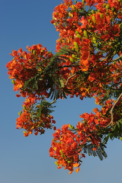 Foto flores de israel delonix regia