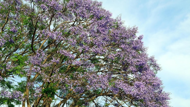 Flores de jacarandá. Bluebells de flores azuis contra o céu. Jacarandá. Árvores floridas da primavera.