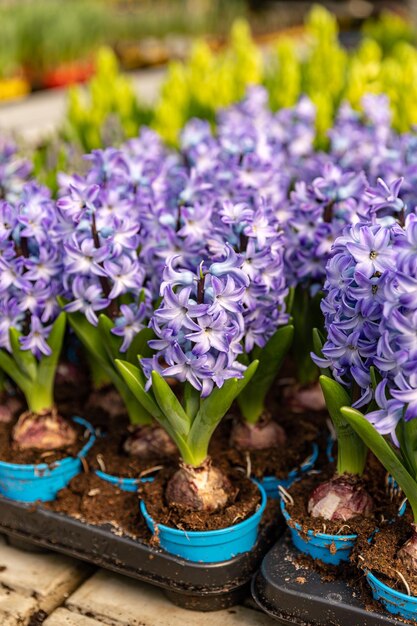 Flores de jacinto a florescer