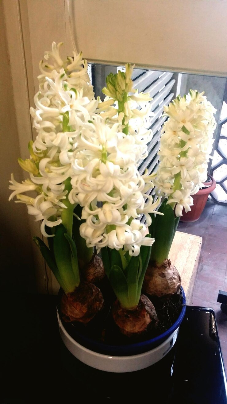 Foto flores de jacinto branco em vaso
