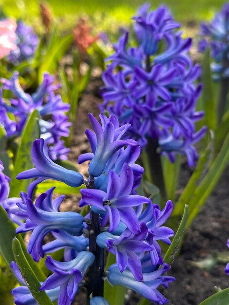 Foto flores de jacinto de primavera em um leito de flores