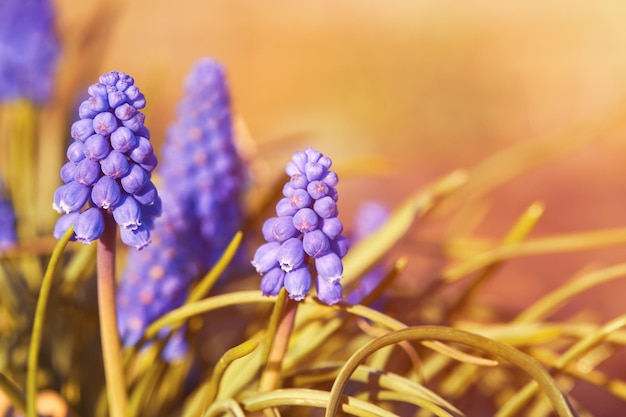 Flores de jacinto de uva Muscari First blue Springs