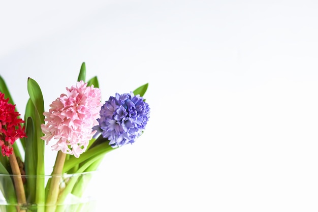 Flores de jacinto em um vaso em fundo branco