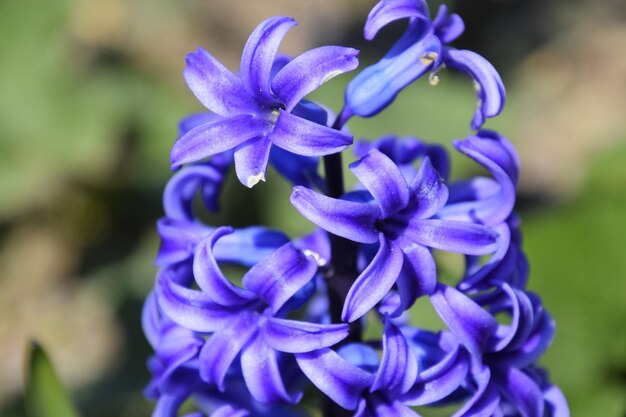 Foto flores de jacinto no jardim na primavera planta única jacinto