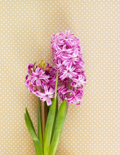 Flores de jacinto violeta