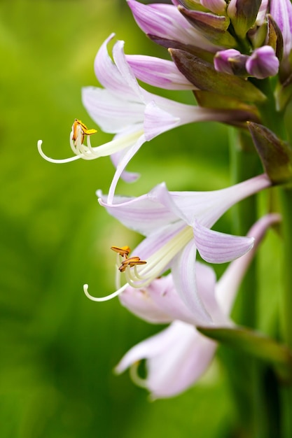 Flores de jardim desabrochando