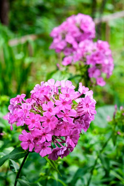 Flores de jardim Phlox com folhas