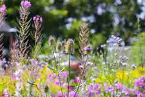 Foto flores de jardim teasel e plantas de fireweed