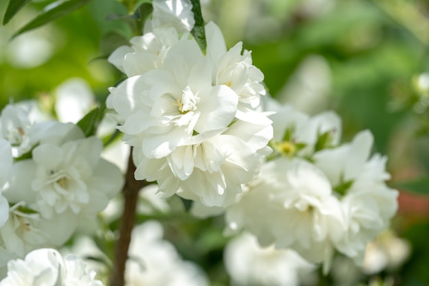 Flores de jasmim brancas em um arbusto com fundo desfocado