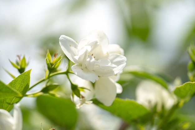 Flores de jasmim brancas em um arbusto com fundo desfocado