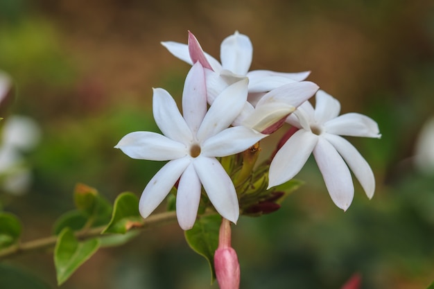 Flores de jasmim brancas no jardim