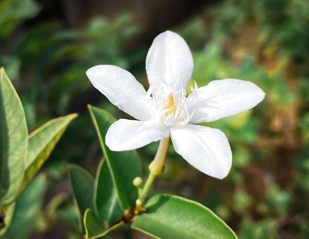 Flores de jasmim branco de cinco pétalas estão florescendo cores brancaspequenas cinco pétalas com pólen amarelo