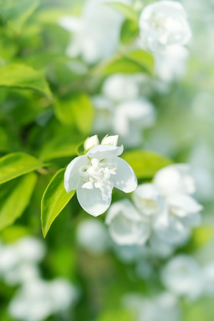 flores de jasmim duplas brancas em um galho com folhas dia de verão