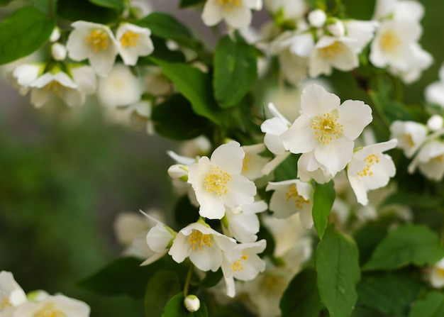 Flores de jasmim em flor e perfumadas. Flor de jasmim 2