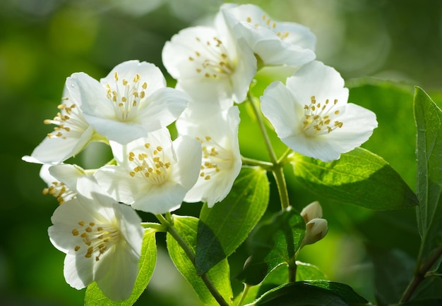 Flores de jasmim em um jardim