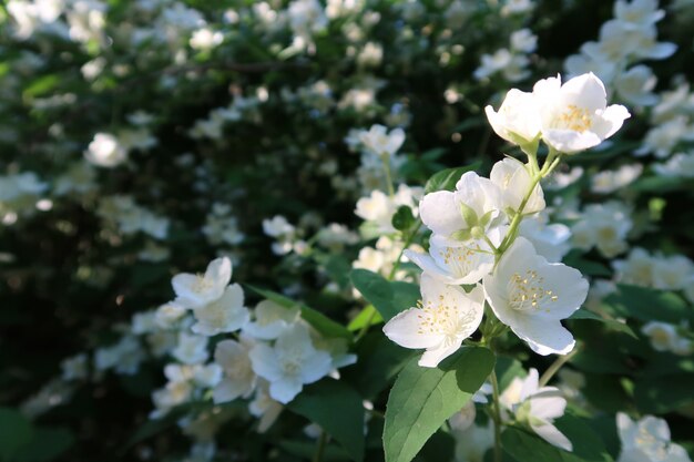 Flores de jasmim em um jardim