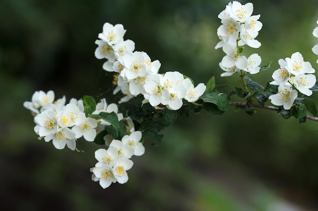 Flores de jasmim florescendo no jardim de verão