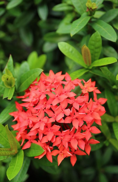 Flores de jasmim laranja vibrantes das Índias Ocidentais florescendo nos arbustos