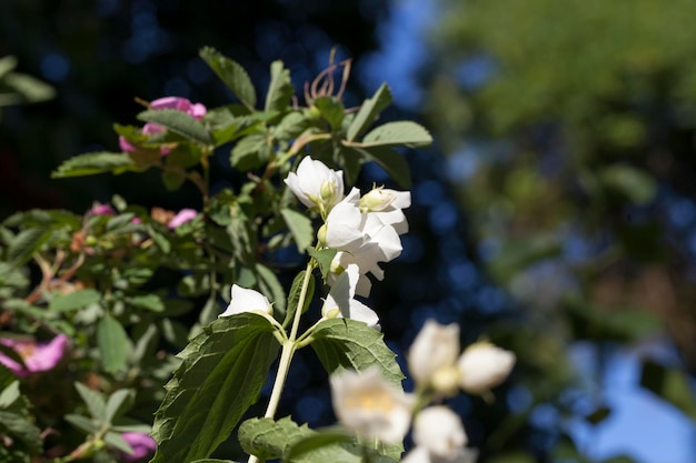 Flores de jasmim na primavera algumas flores de jasmim brancas perfumadas na primavera