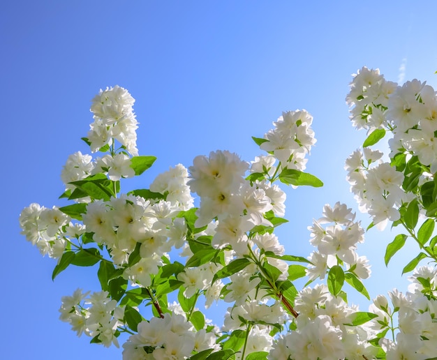 Flores de jasmim no jardim. closeup de ramos com flores brancas contra o céu azul