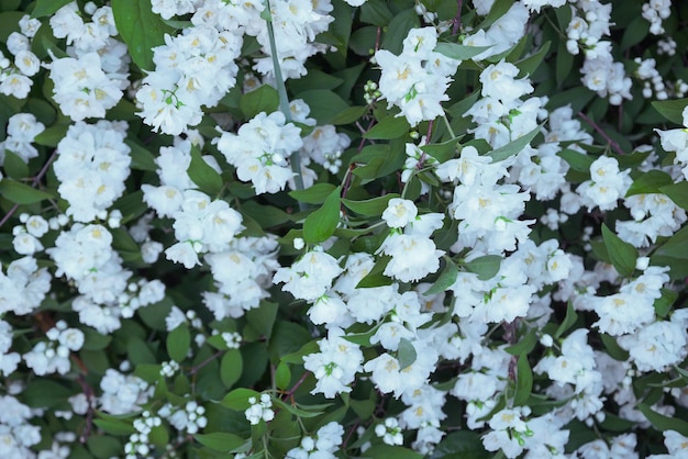 Flores de jasmim