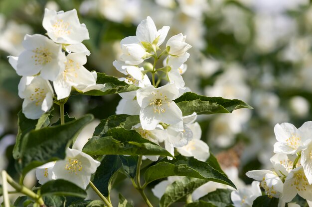 flores de jasmim