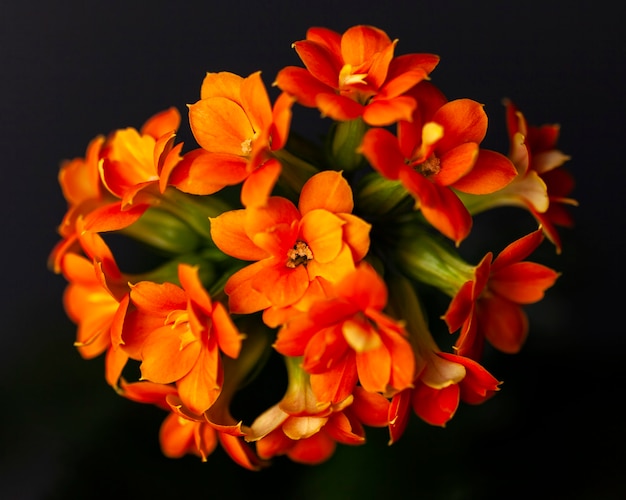 Flores de kalanchoe laranja decorativo. Plantas de casa. Fechar-se. Fundo escuro